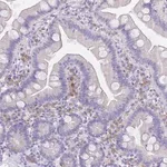 Merck Anti-SSUH2 antibody produced in rabbit