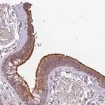 Merck Anti-RHOU antibody produced in rabbit