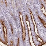 Merck Anti-FBXO48 antibody produced in rabbit