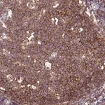 Merck Anti-CD53 antibody produced in rabbit