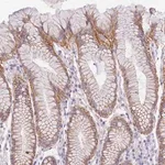 Merck Anti-SRSF12 antibody produced in rabbit