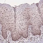 Merck Anti-PTMA antibody produced in rabbit