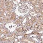 Merck Anti-MRPS17 antibody produced in rabbit