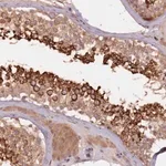 Merck Anti-GPR180 antibody produced in rabbit