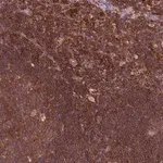 Merck Anti-RPL21 antibody produced in rabbit