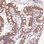 Merck Anti-NMRK1 antibody produced in rabbit