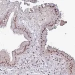 Merck Anti-PSMA7 antibody produced in rabbit