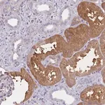 Merck Anti-OR7C2 antibody produced in rabbit