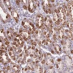 Merck Anti-SS18L2 antibody produced in rabbit