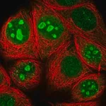 Merck Anti-TMA7 antibody produced in rabbit