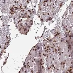 Merck Anti-AMPD3 antibody produced in rabbit