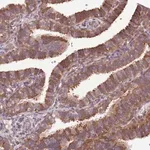 Merck Anti-SCARA3 antibody produced in rabbit