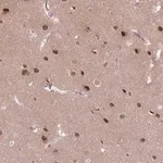 Merck Anti-SH3BGRL2 antibody produced in rabbit