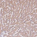 Merck Anti-HSD17B7 antibody produced in rabbit