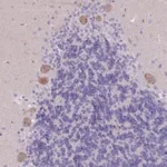 Merck Anti-PIGM antibody produced in rabbit