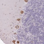 Merck Anti-OR5L2 antibody produced in rabbit