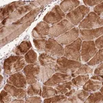 Merck Anti-NKX2-3 antibody produced in rabbit