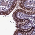 Merck Anti-ELMOD2 antibody produced in rabbit