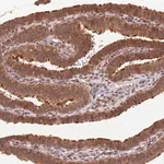 Merck Anti-LRRC43 antibody produced in rabbit