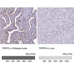 Merck Anti-TPPP3 antibody produced in rabbit