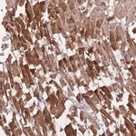 Merck Anti-POM121 antibody produced in rabbit