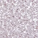 Merck Anti-ZGLP1 antibody produced in rabbit