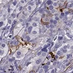 Merck Anti-GPR50 antibody produced in rabbit