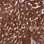 Merck Anti-EBPL antibody produced in rabbit