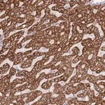 Merck Anti-ACSM4 antibody produced in rabbit