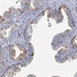Merck Anti-ZNF852 antibody produced in rabbit