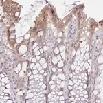 Merck Anti-CCL1 antibody produced in rabbit