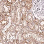 Merck Anti-ZKSCAN7 antibody produced in rabbit