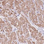 Merck Anti-OR4Q3 antibody produced in rabbit