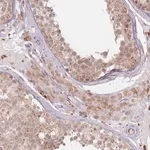 Merck Anti-SPATA45 antibody produced in rabbit