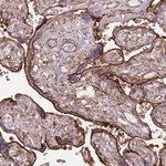 Merck Anti-RNF144A antibody produced in rabbit