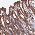 Merck Anti-GID8 antibody produced in rabbit
