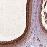 Merck Anti-EDDM3A antibody produced in rabbit
