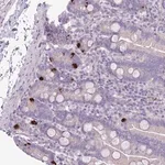 Merck Anti-ZNF697 antibody produced in rabbit