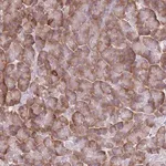 Merck Anti-XKR8 antibody produced in rabbit