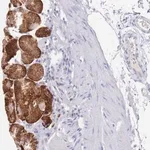 Merck Anti-OR10D3 antibody produced in rabbit