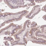 Merck Anti-ZNF576 antibody produced in rabbit