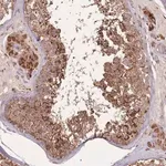 Merck Anti-LYRM7 antibody produced in rabbit