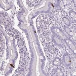 Merck Anti-ZNF334 antibody produced in rabbit