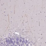 Merck Anti-IGFL4 antibody produced in rabbit