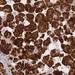 Merck Anti-CACNG5 antibody produced in rabbit