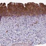 Merck Anti-RABEP2 antibody produced in rabbit