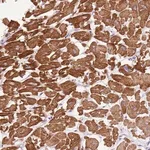 Merck Anti-FAM120C antibody produced in rabbit
