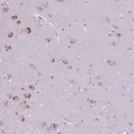 Merck Anti-CNTNAP3 antibody produced in rabbit