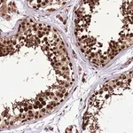 Merck Anti-PURG antibody produced in rabbit