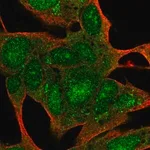 Merck Anti-SYCE3 antibody produced in rabbit
